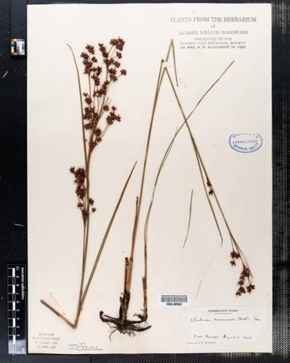 Cladium mariscoides