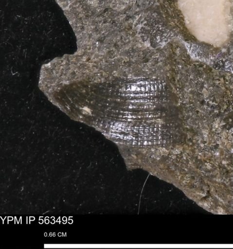 Limopsis striatopunctatus
