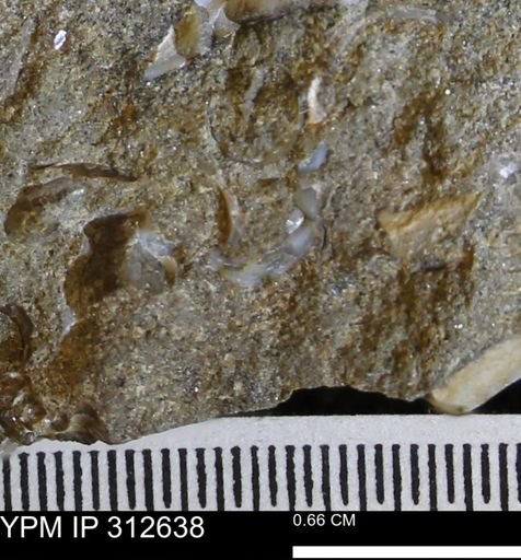 undet. Bivalvia