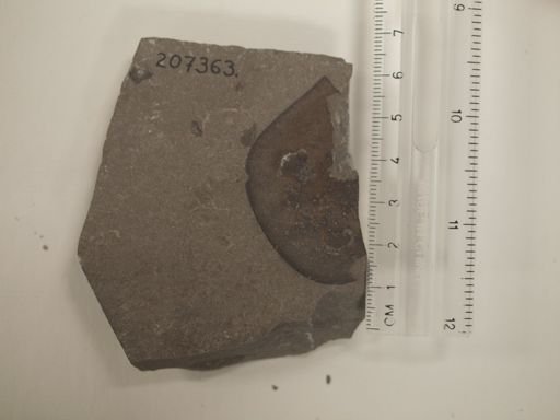 Eurypterus