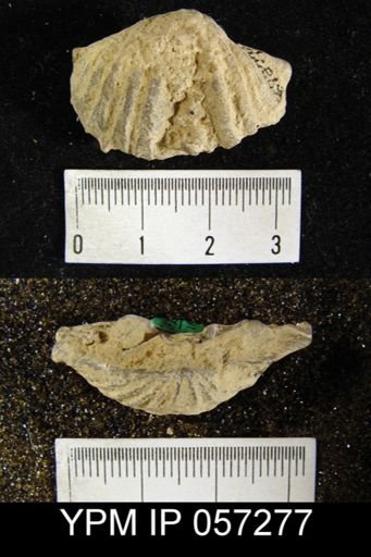 Megakozlowskiella perlamellosa