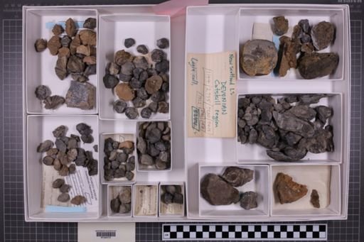 mixed taxa, stratigraphic collection