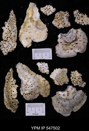 Ostrea sp.