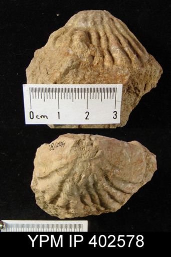 Meekella sp.
