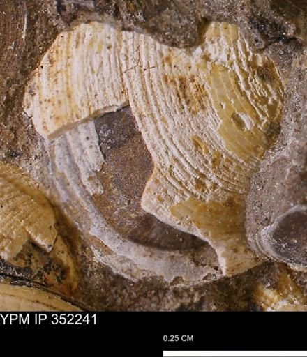 Limopsis striatopunctatus