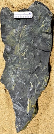 Sphenophyllum sp.