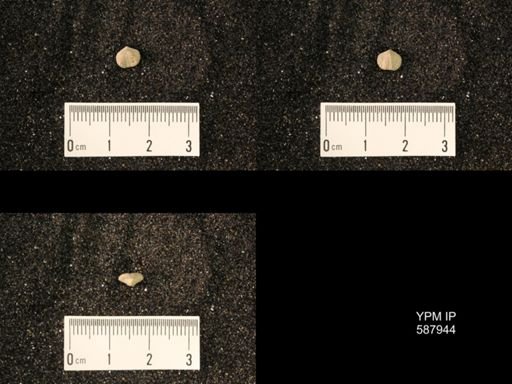 Zygospira modesta