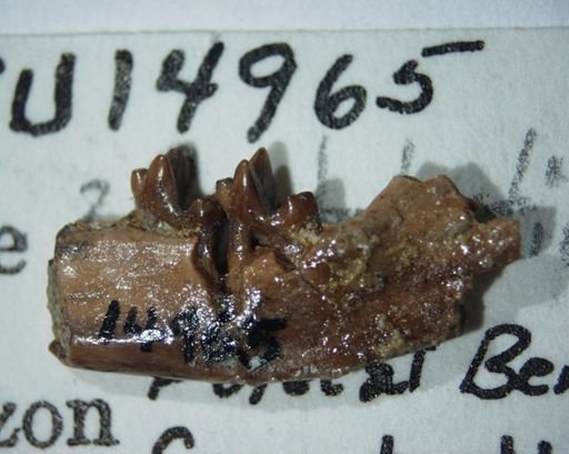 Bessoecetor septentrionalis