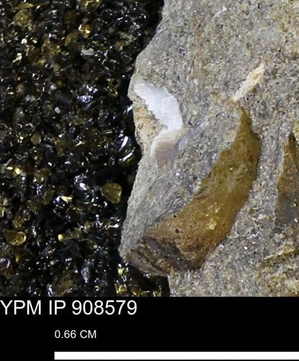undet. Mollusca