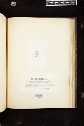 Pilinia reinschii