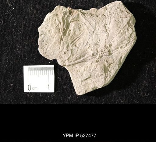 Iocrinus sp.