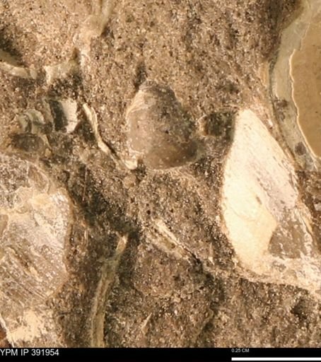 Protocardia sp.