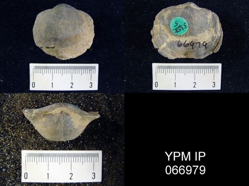 Schizophoria impressa