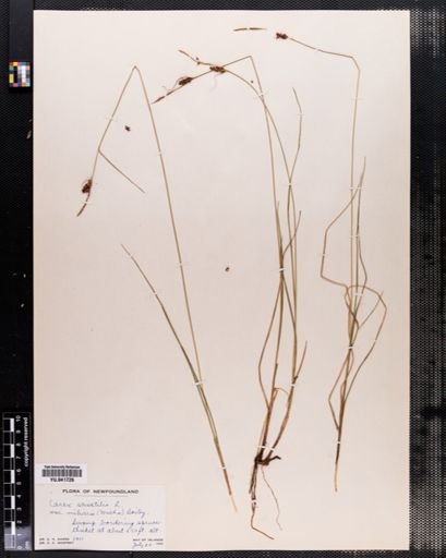Carex saxatilis