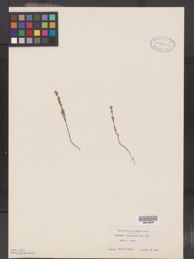 Bartonia virginica