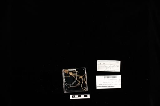 Chalarodon madagascariensis