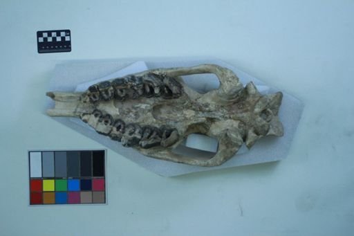 Caenopus tridactylus