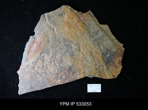 Aegirocassis sp.