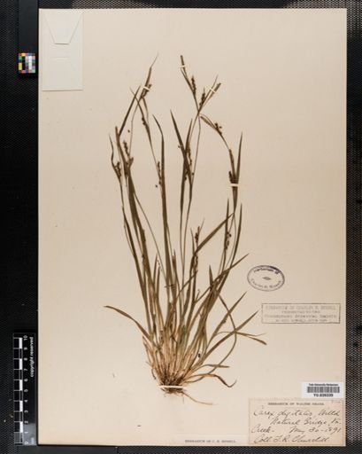 Carex digitalis