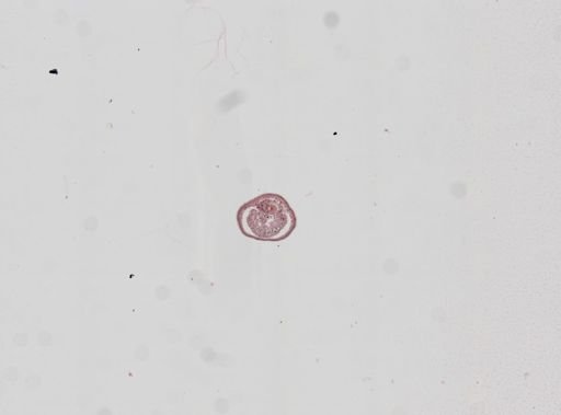 Plagiostomum whitmani
