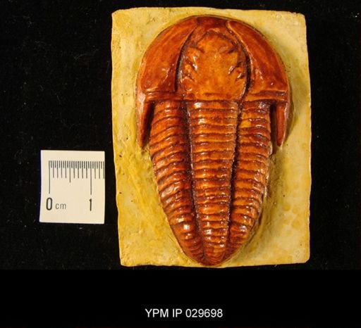 Conocoryphe sulzeri
