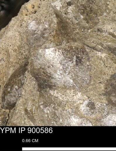 Anomia gryphorhyncha