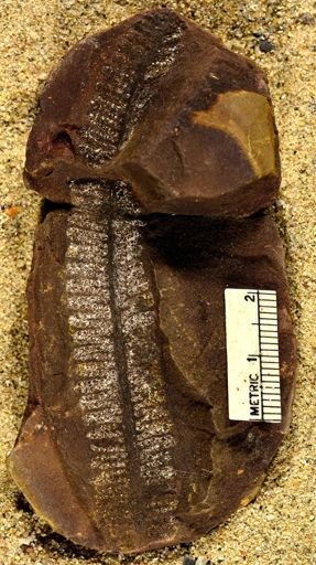 Pecopteris