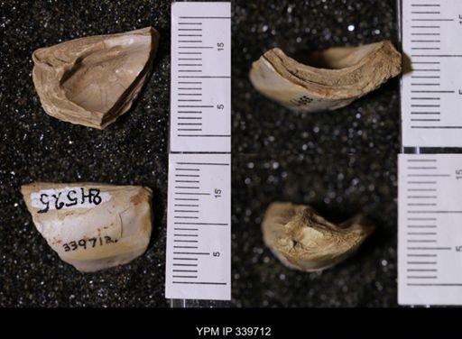 Unio sp.