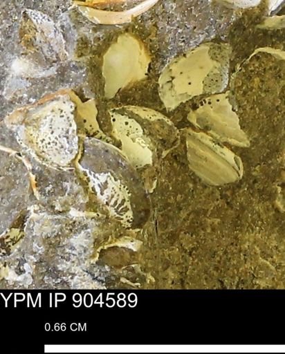 Corbulamella?