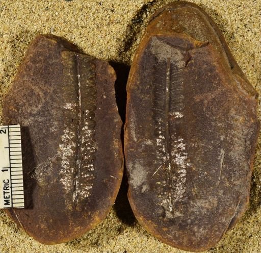 Pecopteris sp.