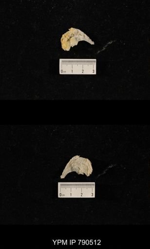 taxon undetermined