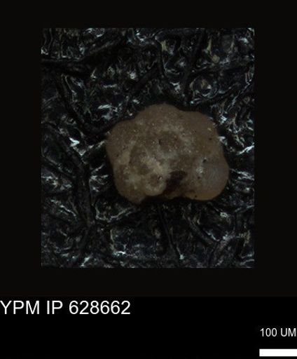 undet. Foraminiferida