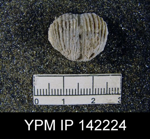 Productus gratiosus