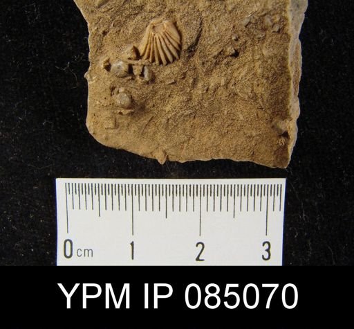 Rhynchotreta cuneata americana