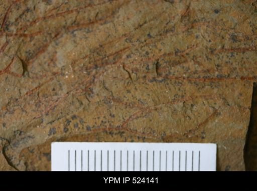 undet. Graptolithina
