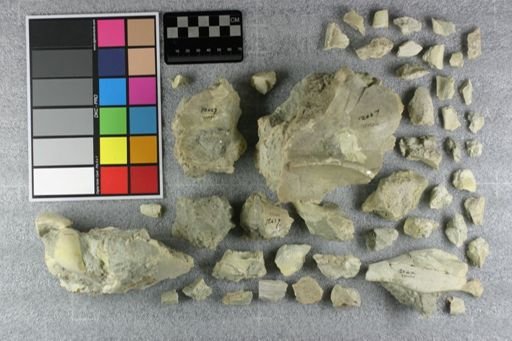 Subhyracodon occidentalis