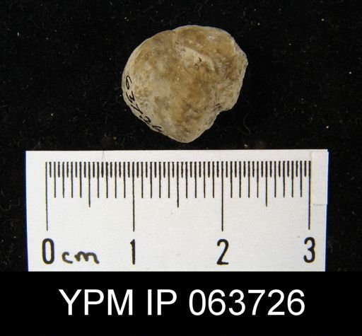 Wilsonella saffordi