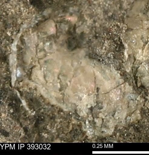 Scaphites sp.