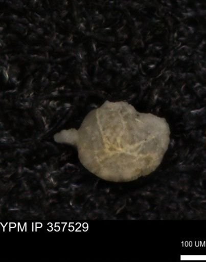 undet. Foraminiferida