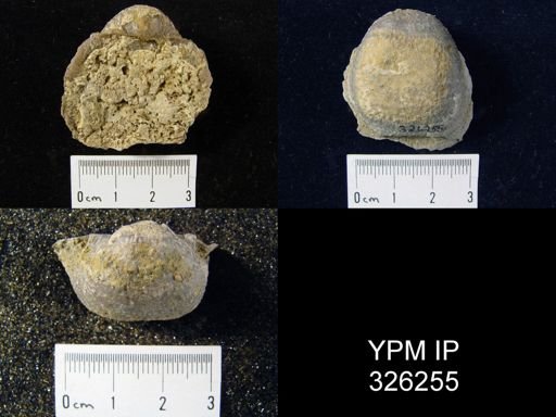 Pustula nebrascensis