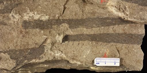 Drepanophycus sp.