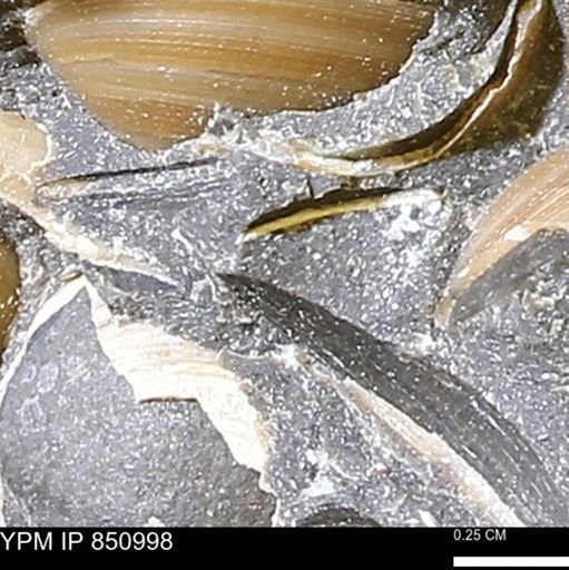 Limopsis striatopunctatus