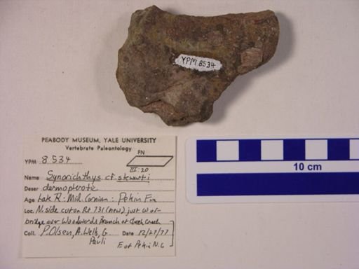 Synorichthys cf. stewarti