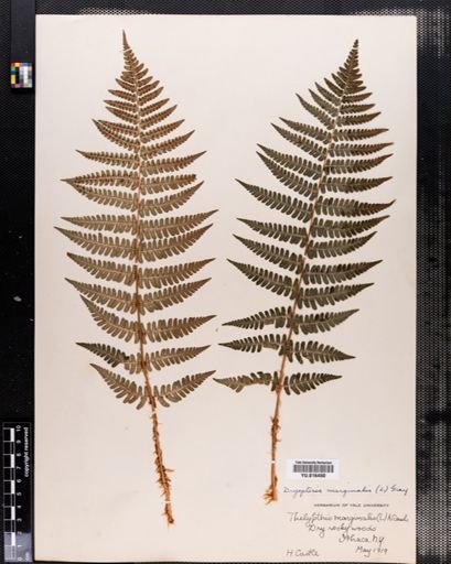 Dryopteris marginalis