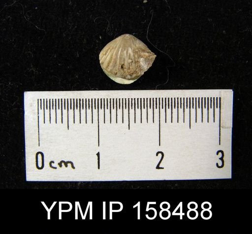 Camarotoechia glacialis parva