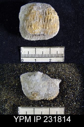 Juresania nebrascensis