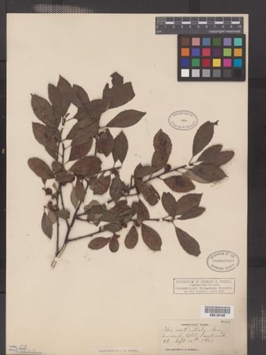 Ilex verticillata