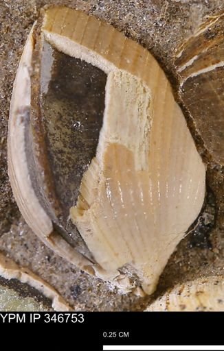 Limopsis striatopunctatus