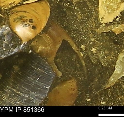 Limopsis striatopunctatus