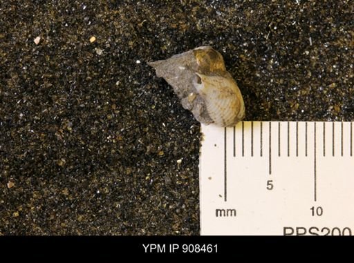 Gastropoda